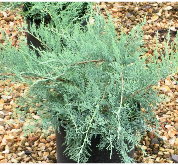 Можжевельник виргинский «Grey Owl», конт. P9