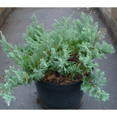 Можжевельник горизонтальный «Blue Chip», контейнер Р9 (8-10 см)