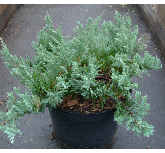 Можжевельник горизонтальный «Blue Chip», контейнер Р9 (8-10 см)