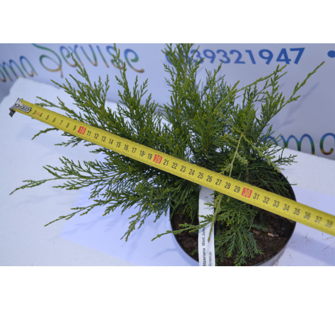 Можжевельник средний Минт Юлеп "Mint Julip" h 20-25 (C3)