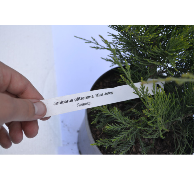 Можжевельник средний Минт Юлеп "Mint Julip" h 20-25 (C3)