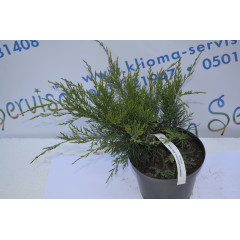 Можжевельник средний Минт Юлеп "Mint Julip" h 20-25 (C3)