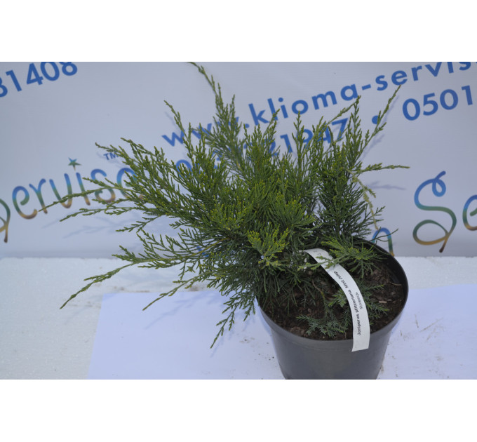 Можжевельник средний Минт Юлеп "Mint Julip" h 20-25 (C3)