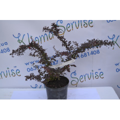 Барбарис Ред Леди "Red Ledi" H 40 C2