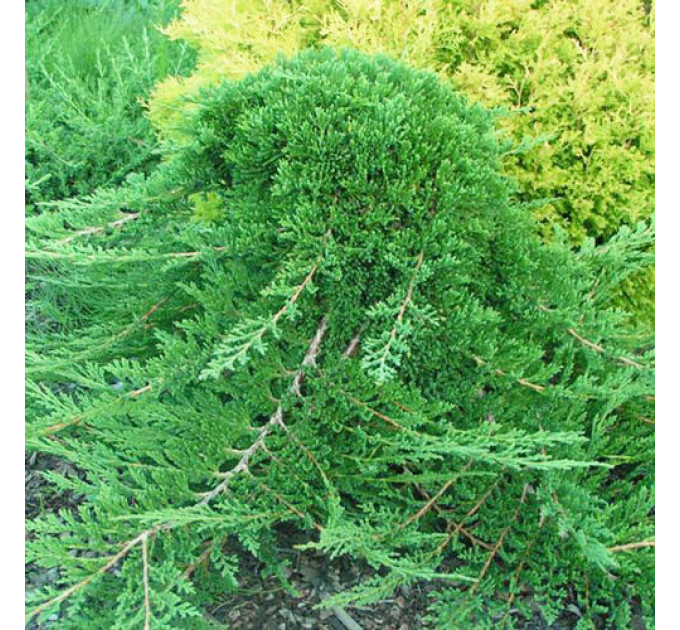 Ялівець горизонтальний «Prince of Wales», контейнер 3 л (30-40 см)