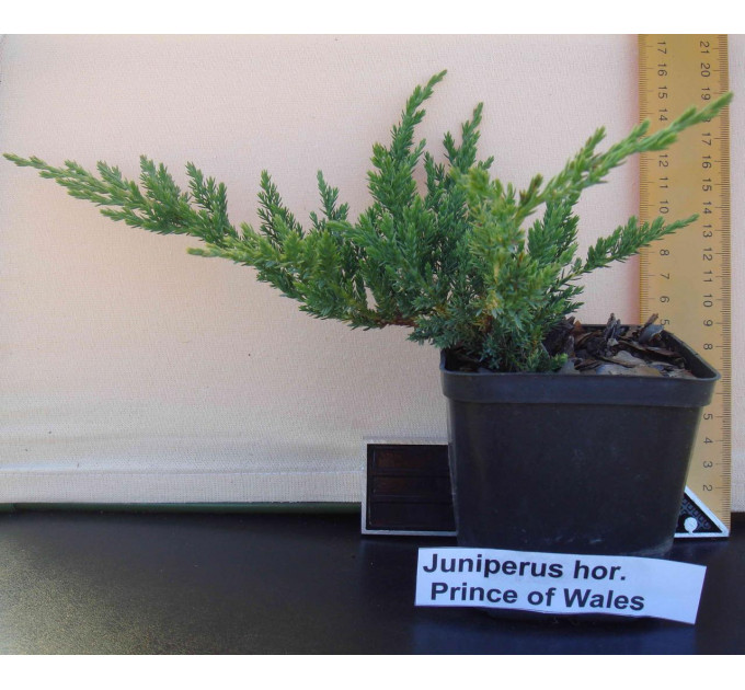 Ялівець горизонтальний «Prince of Wales», контейнер 3 л (30-40 см)