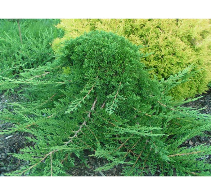 Ялівець горизонтальний «Prince of Wales», контейнер 3 л (30-40 см)