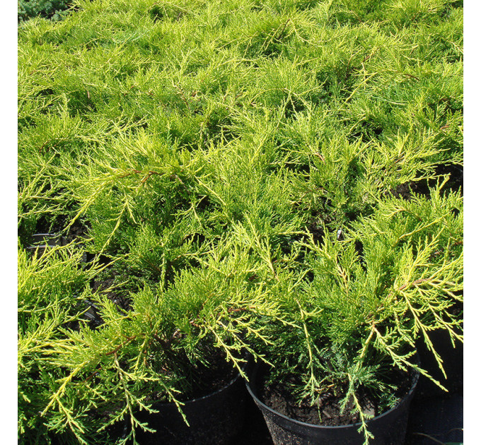 Ялівець середній Old Gold (Олд Голд), контейнер 3 л D 20-25 см