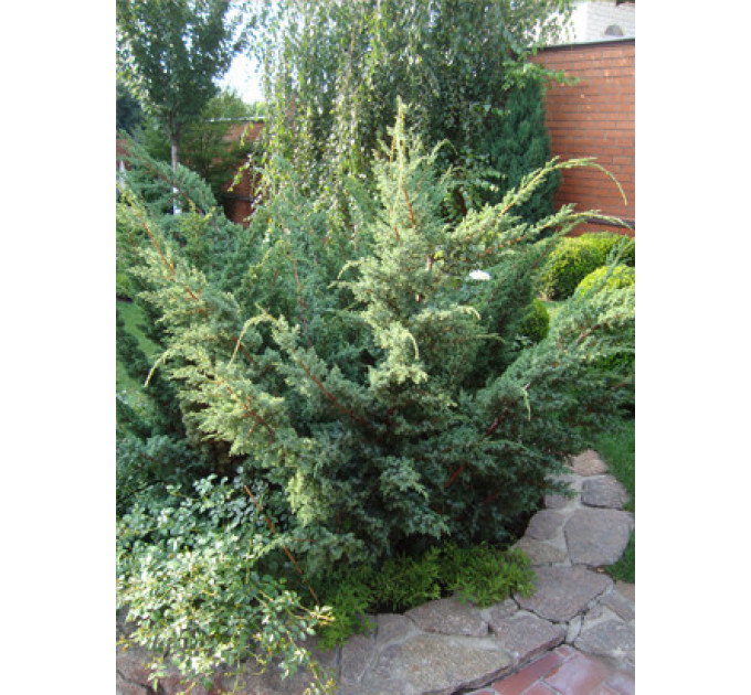 Ялівець китайський "Blue Alps", контейнер Р9, 10-20 см