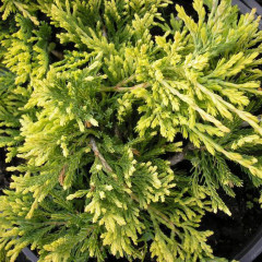 Ялівець "Golden Carpet", контейнер 3л висота 20-25 см