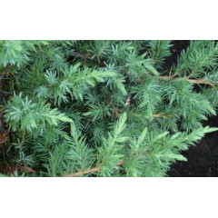 Ялівець китайський San Jose (Сан-Хосе), контейнер р9 D 10-15 см