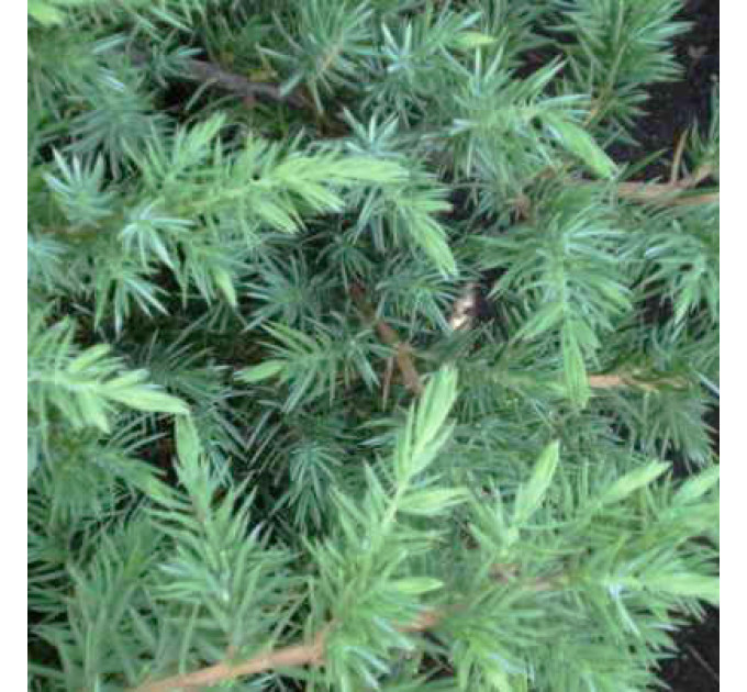 Ялівець китайський San Jose (Сан-Хосе), контейнер р9 D 10-15 см