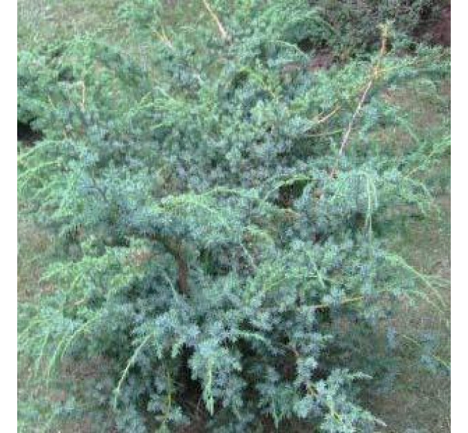 Ялівець китайський "Blue Alps", контейнер Р9, 10-20 см