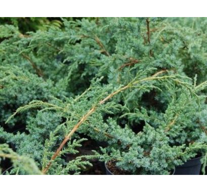 Ялівець китайський "Blue Alps", контейнер Р9, 10-20 см