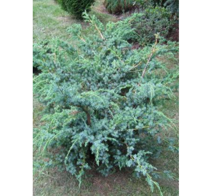 Ялівець китайський "Blue Alps", контейнер Р9, 10-20 см