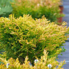 Ялівець горизонтальний "Lime Glow", контейнер р9 висота 15-20 см