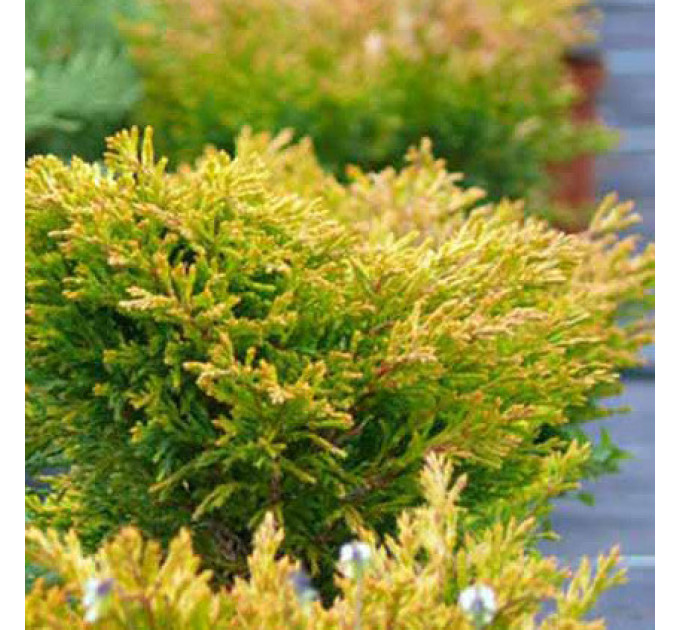 Можжевельник горизонтальный "Lime Glow", контейнер р9 высота 15-20 см