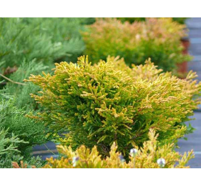 Можжевельник горизонтальный "Lime Glow", контейнер р9 высота 15-20 см