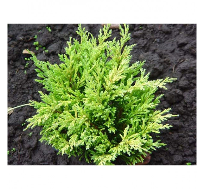 Можжевельник горизонтальный "Lime Glow", контейнер р9 высота 15-20 см