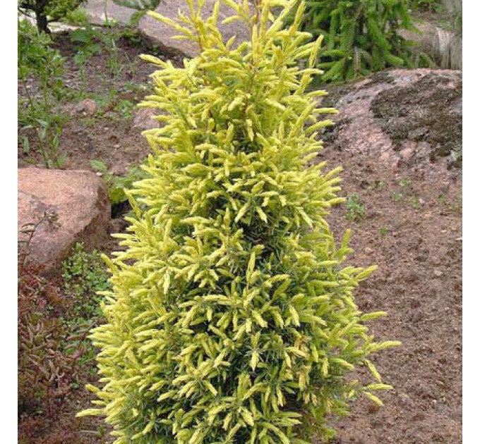 Ялівець звичайний Gold Cone (Голд Кон), контейнер 3 л H 25-30 см