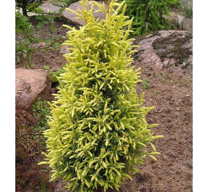 Ялівець звичайний Gold Cone (Голд Кон), контейнер 3 л H 25-30 см