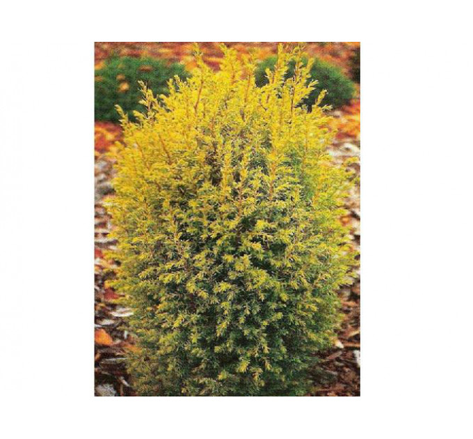 Ялівець звичайний Gold Cone (Голд Кон), контейнер 3 л H 25-30 см