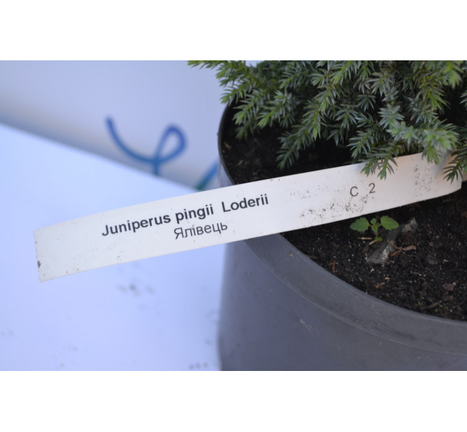 Ялівець Лодери "Loderii" 25-30см. (C2)
