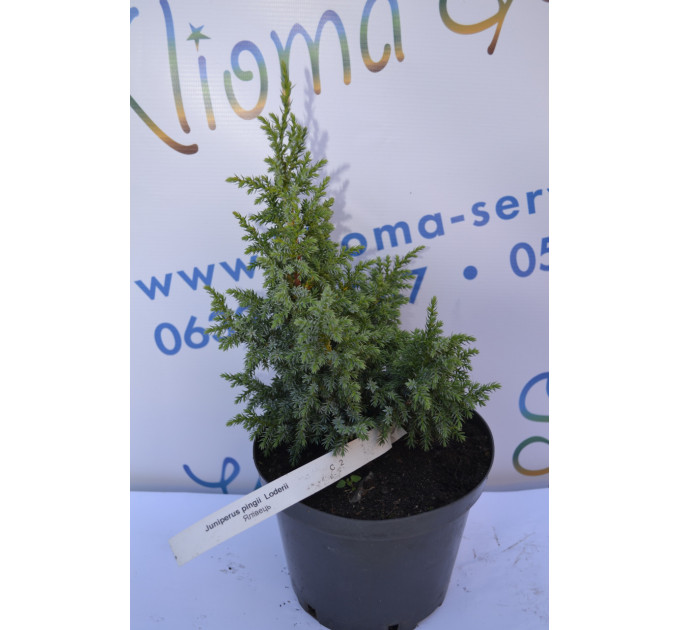 Ялівець Лодери "Loderii" 25-30см. (C2)