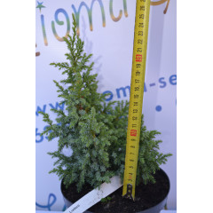 Ялівець Лодери "Loderii" 25-30см. (C2)