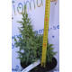 Ялівець Лодери "Loderii" 25-30см. (C2)
