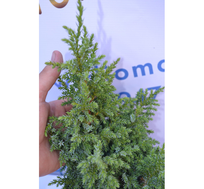 Ялівець Лодери "Loderii" 25-30см. (C2)