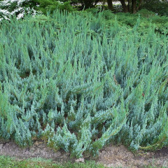 Ялівець горизонтальний «Alpina», 3 л D 40-50 см