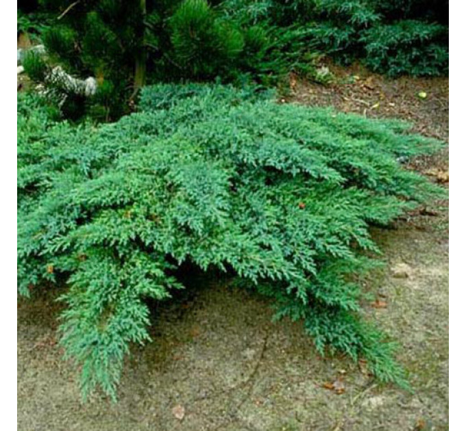 Ялівець козацький Rockery Gem, контейнер 3 л D 30-40 см