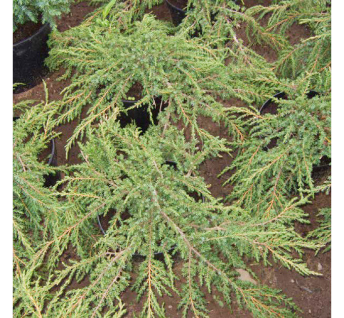 Ялівець звичайний Green Carpet (Грін Карпет), 3л H 15-20 см