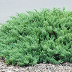 Ялівець козацький Tamariscifolia, контейнер 3 л D 20-25 см