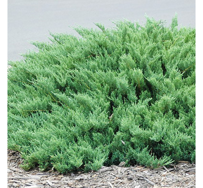 Ялівець козацький Tamariscifolia, контейнер 3 л D 20-25 см