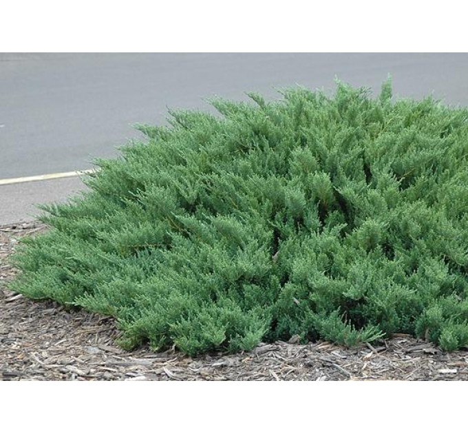 Ялівець козацький Tamariscifolia, контейнер 3 л D 20-25 см