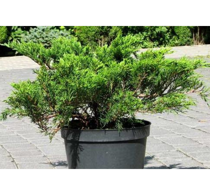 Ялівець козацький Tamariscifolia, контейнер 3 л D 20-25 см