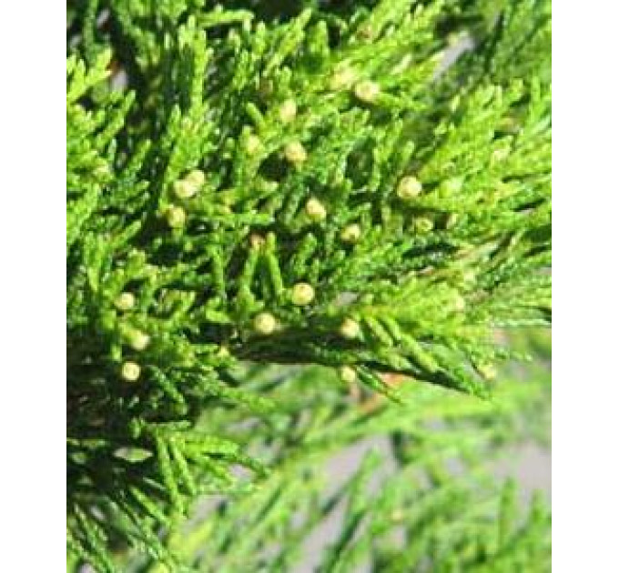 Ялівець козацький Tamariscifolia, контейнер 3 л D 20-25 см