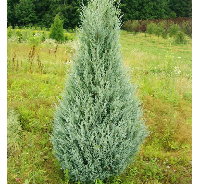 Ялівець скельний Moonglow (Мунглоу), Р9 H 12-15 см