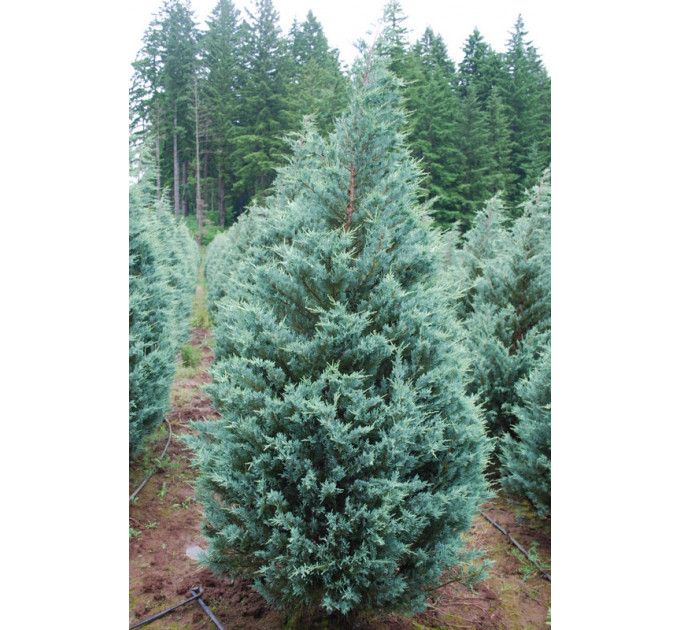 Ялівець скельний Moonglow (Мунглоу), Р9 H 12-15 см