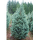 Ялівець скельний Moonglow (Мунглоу), Р9 H 12-15 см