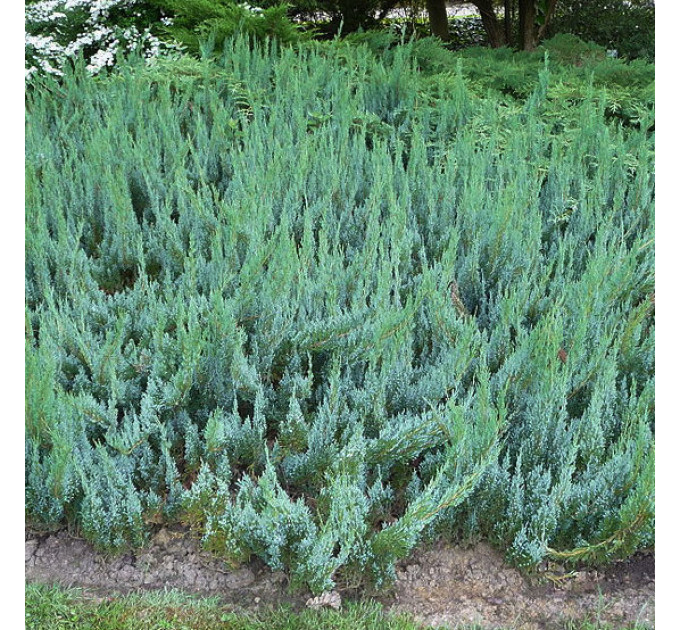 Ялівець горизонтальний «Alpina», 3 л D 40-50 см