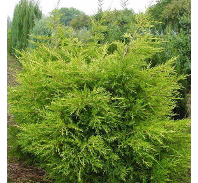 Ялівець китайський Kuriwao Gold, контейнер 3 л D 30-45 см