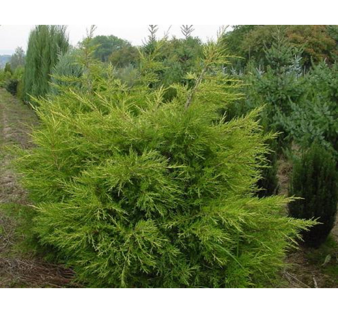 Ялівець китайський Kuriwao Gold, контейнер 3 л D 30-45 см