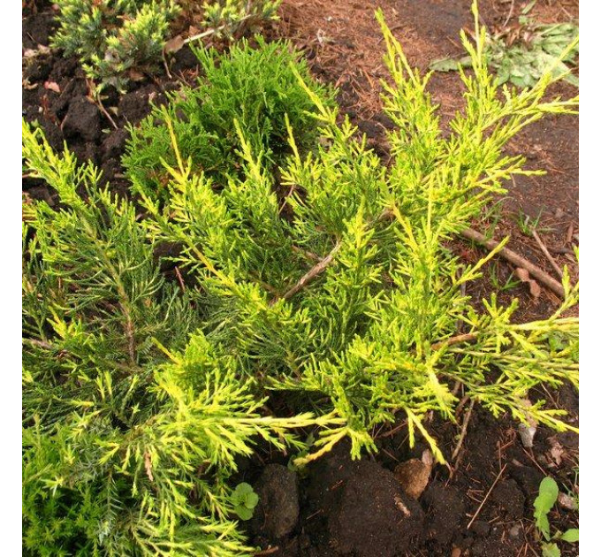 Ялівець китайський Kuriwao Gold, контейнер 3 л D 30-45 см