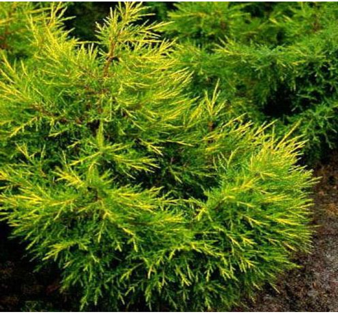 Ялівець китайський Kuriwao Gold, контейнер 3 л D 30-45 см