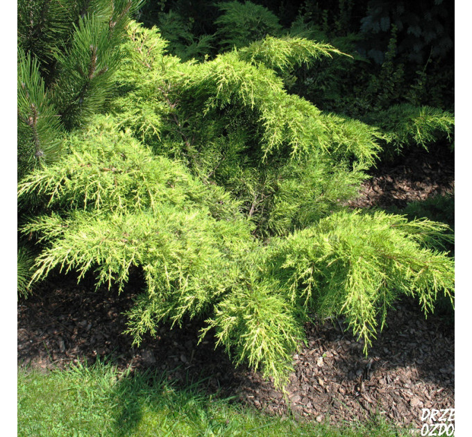 Ялівець середній Golden Sauser, 3 л D 20-30 см