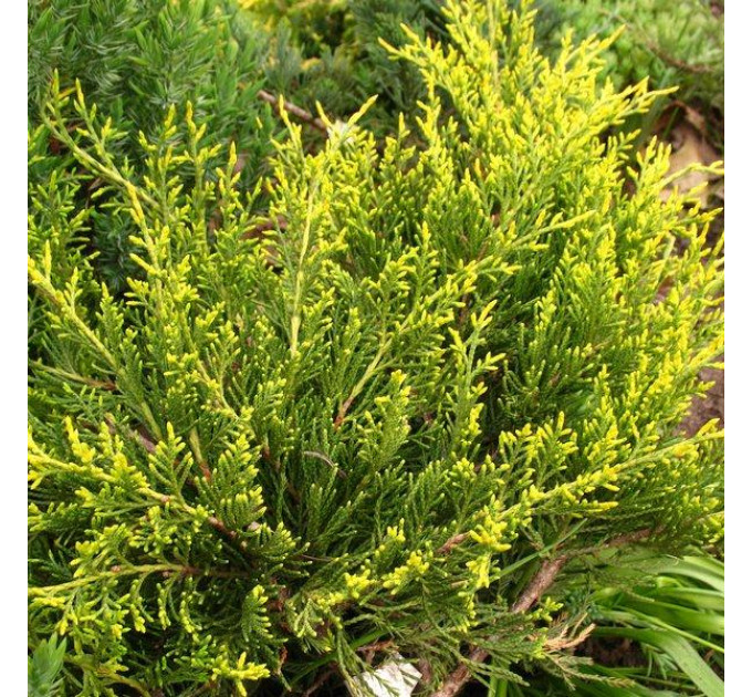 Можживельник средний Mordigan Gold, 3 л D 25-35 см