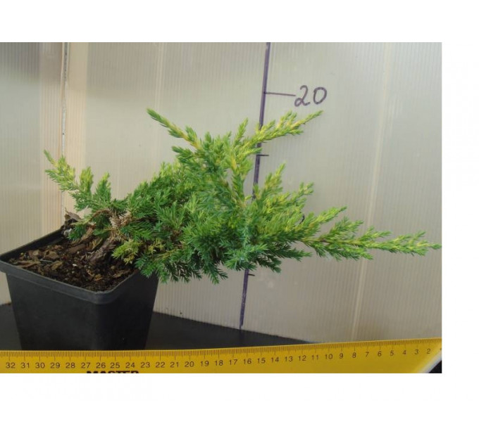 Можживельник средний Mordigan Gold, 3 л D 25-35 см